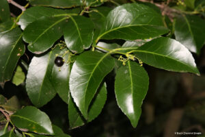 BLACK PLUM LEAVES POWDER | JAMUN POWDER FROM VILLAGE